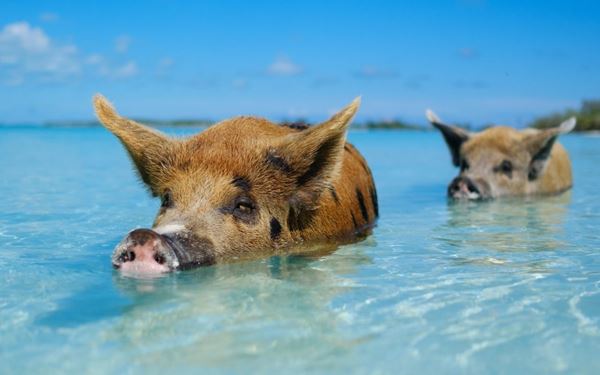 Pig Beach is a world-famous destination where visitors can swim with a colony of friendly wild pigs in crystal-clear turquoise waters. Located in the stunning Exuma Cays, this unique experience is surrounded by uninhabited islands and white sandbars. It is a playful and unforgettable highlight of any trip to the Bahamas, offering incredible photo opportunities.
