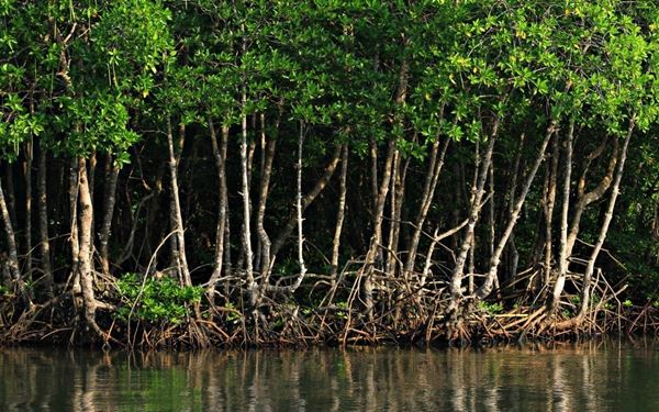 The Sundarbans is the world's largest mangrove forest and a UNESCO World Heritage site, famous for being the home of the Royal Bengal Tiger. This vast delta is a maze of waterways, mudflats, and small islands. Exploring the forest by boat offers a chance to see diverse wildlife, including spotted deer, crocodiles, and rare bird species in their natural habitat.