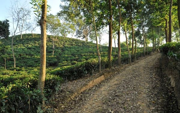 Sylhet is the tea capital of Bangladesh, characterized by rolling hills covered in lush green tea plantations. The serene landscape of estates like Malnicherra offers a peaceful escape and a glimpse into the traditional tea-picking process. The region is also home to beautiful waterfalls and rainforests, making it a top destination for eco-tourism and nature lovers.