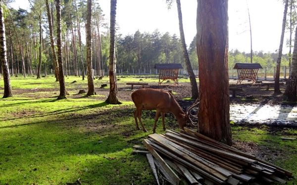 This ancient forest is a UNESCO World Heritage site and one of the last remaining parts of the primeval woodland that once stretched across Europe. It is famous for its population of European bison, the continent's heaviest land animal. The park offers tranquil nature trails and is home to the Belarusian Father Frost’s estate, attracting families and nature enthusiasts.