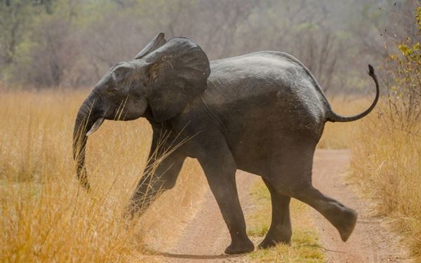 Pendjari National Park is one of the best sanctuaries for wildlife in West Africa, home to elephants, lions, buffaloes, and various bird species. The park features a stunning landscape of savannahs and rocky cliffs. It is a vital part of the W-Arly-Pendjari Complex and offers an authentic safari experience for nature lovers seeking to explore the untouched wilderness of Benin.
