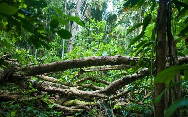 Madidi is one of the most biodiverse protected areas on Earth, stretching from the Amazon rainforest to the high Andes. It is home to thousands of species of birds, monkeys, and jaguars. Visitors can experience the wild heart of the jungle through eco-lodges and river tours. It is a true paradise for nature lovers and adventurers seeking to explore one of the last great wildernesses in South America.