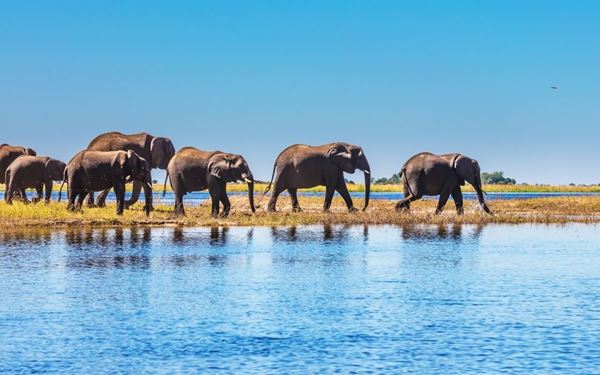 Chobe is world-famous for having one of the largest concentrations of elephants in Africa. Located in northern Botswana, the park’s Chobe Riverfront is a prime spot for viewing wildlife, including lions, hippos, and buffaloes. Boat cruises offer a unique perspective of animals coming down to drink at sunset, providing an unforgettable safari experience in a diverse and lush ecosystem.