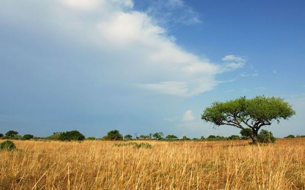 Waza is one of the most famous national parks in Francophone Africa, located in the northern savannah. It is home to elephants, giraffes, lions, and hundreds of bird species. The park’s vast plains and seasonal waterholes provide incredible opportunities for wildlife viewing. It is a premier destination for eco-tourism, showcasing the rich biodiversity and the wild, authentic landscapes of the Sahel region.