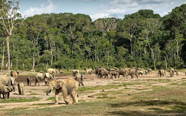This reserve is a UNESCO-listed jewel of the Congo Basin, famous for the Dzanga Bai, a large forest clearing where hundreds of forest elephants gather. It is also one of the best places in the world to track western lowland gorillas and see rare bongo antelopes. It offers a raw and extraordinary wildlife experience in the heart of the world's second-largest rainforest, focusing on deep nature and conservation.