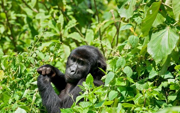 This UNESCO World Heritage site is one of the last refuges of the rare Eastern Lowland Gorillas. Named after two dormant volcanoes, Kahuzi and Biega, the park features diverse habitats ranging from tropical rainforests to subalpine prairies. It offers a unique and intimate wildlife experience, focusing on the conservation of these majestic primates in a lush, mountainous environment.