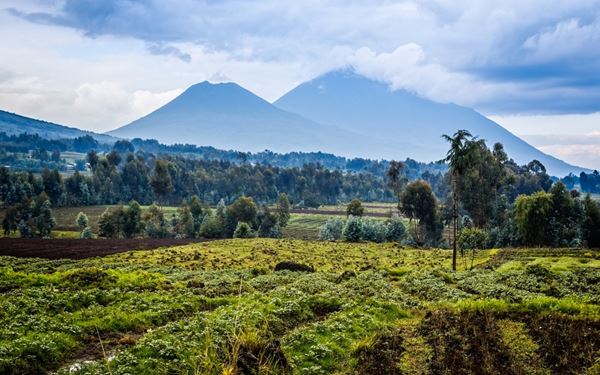 Virunga is Africa's oldest national park and a UNESCO World Heritage site, famous for being the home of the endangered mountain gorillas. The park features diverse landscapes, from active volcanoes like Nyiragongo to lush rainforests and snow-capped mountains. It is a world-class destination for eco-tourism and high-stakes wildlife adventures.