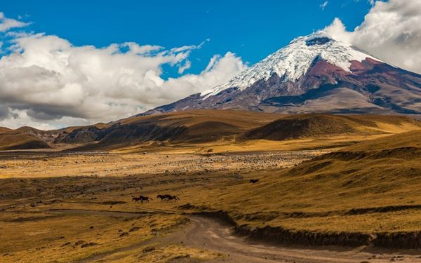 Cotopaxi is home to one of the world's highest active volcanoes, known for its near-perfect conical shape and snow-capped peak. The surrounding paramo landscape is perfect for hiking, mountain biking, and spotting wild horses and Andean condors. It is a premier destination for high-altitude adventure, offering stunning vistas of the "Avenue of the Volcanoes" in the heart of the Andes.