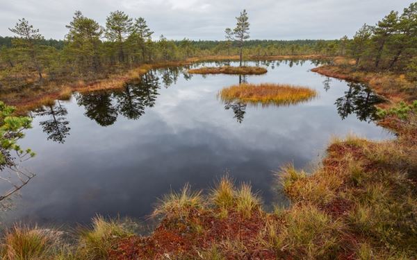 Lahemaa is Estonia’s largest national park, featuring pristine sandy beaches, pine forests, and mystical raised bogs. Visitors can walk the Viru Bog boardwalk or explore historic manor houses like Palmse and Sagadi. It is a perfect place to experience the wild beauty of the Baltic coast and the deep connection between Estonian culture and its ancient, untouched natural landscapes.