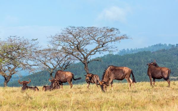 Mlilwane is Eswatini's oldest conservation area, located in the beautiful Ezulwini Valley. Known for its tranquil atmosphere, it allows visitors to explore on foot, by mountain bike, or on horseback since there are no large predators. The sanctuary features open grasslands, diverse birdlife, and a dramatic backdrop of mountains, offering a peaceful and intimate connection with the nature of the "Little Kingdom."
