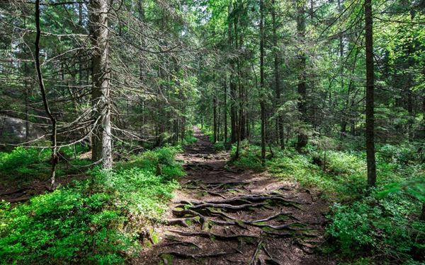Located just a short distance from Helsinki, Nuuksio offers a rugged wilderness of forests, lakes, and crags. It is a perfect spot for hiking and spotting the Siberian flying squirrel. The park's well-marked trails and campfire sites allow visitors to easily immerse themselves in the Finnish forest, providing a refreshing natural contrast to the modern urban life of the capital.