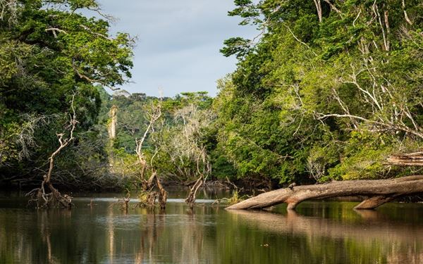 Loango National Park is famous for its "surfing hippos" and diverse wildlife that roams where the rainforest meets the Atlantic Ocean. It offers a rare opportunity to see elephants and buffalos walking on the beach. As a sanctuary for biodiversity, it provides an authentic African safari experience in a stunning, untouched coastal environment.