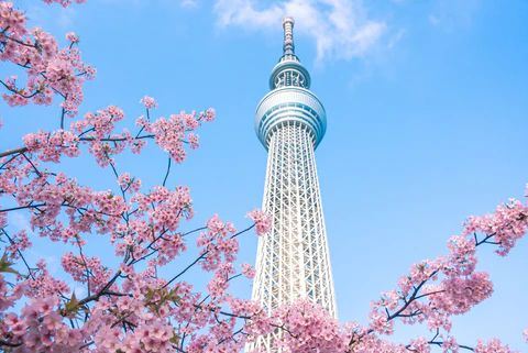 The Tokyo Skytree is one of the world's tallest structures, offering a futuristic look at Japan’s capital. Its observation decks provide 360-degree panoramic views of the vast Tokyo skyline, reaching as far as Mount Fuji on clear days. It is a symbol of Japan's technological advancement and a prime destination for modern urban exploration.