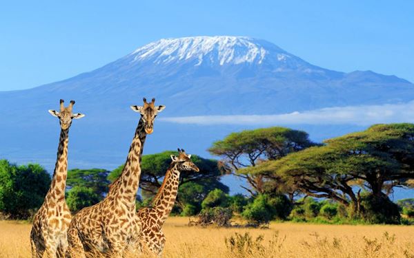 Amboseli is famous for being the best place in Africa to get close to free-ranging elephants, set against the spectacular backdrop of Mount Kilimanjaro. The park's diverse habitats, from swamps to savannahs, also support lions, cheetahs, and hundreds of bird species. The iconic view of elephants walking beneath Africa’s highest peak is a quintessential safari image that attracts photographers worldwide.