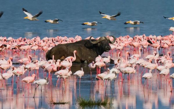 Lake Nakuru is world-renowned for its massive flocks of flamingos that line the shores, creating a sea of pink. The surrounding national park is also a sanctuary for black and white rhinos and a large population of Rothschild's giraffes. The combination of the vibrant birdlife, the lake's shimmering water, and the successful conservation of rare species makes it a unique highlight of Kenya's Rift Valley.
