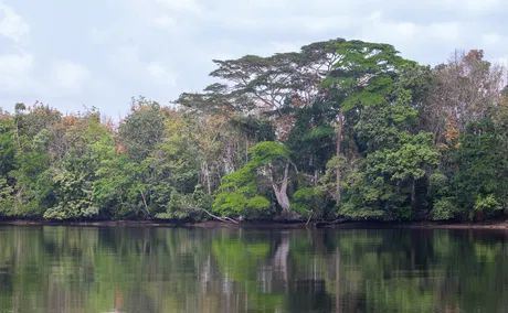 Sapo is Liberia’s largest protected area and home to one of the most intact primary rainforests in West Africa. It is a sanctuary for rare species like the pygmy hippo, forest elephants, and various primates. Exploring the park is an adventurous experience for nature lovers, offering a rare look at the incredible biodiversity and the wild, untouched heart of the Upper Guinean forest.