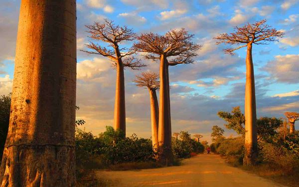 The Avenue of the Baobabs is a striking group of ancient Baobab trees lining a dirt road in the Menabe region. These majestic "upside-down trees" can live for over 800 years and create a surreal, alien-like landscape. It is most beautiful at sunset when the massive silhouettes are cast against the glowing sky, making it one of the most photographed and iconic sights in Madagascar.