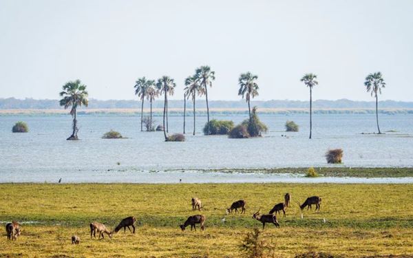 Liwonde is Malawi’s premier wildlife destination, located along the Shire River. It is famous for its large populations of elephants, hippos, and crocodiles, as well as being a sanctuary for rhinos and lions. Boat safaris offer a unique way to view animals at the water's edge, providing an intimate and tranquil wildlife experience in one of the most beautiful parks in East Africa.