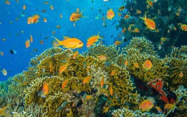 Banana Reef was the first dive site to be discovered in the Maldives and remains one of its most popular. Named for its shape, the reef features stunning coral formations, deep caves, and a massive variety of marine life including Napoleon wrasse and moray eels. Its clear waters and vibrant underwater world make it a premier destination for both beginner and experienced divers.