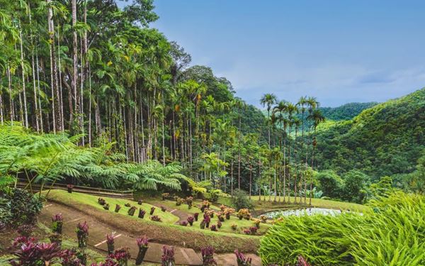 This world-renowned botanical garden features a spectacular collection of tropical plants, including over 300 types of palm trees and vibrant hibiscus. A highlight is the canopy walkway, allowing visitors to walk among the treetops for a bird's-eye view of the lush greenery and the Pitons du Carbet. It is a serene and colorful sanctuary that showcases the incredible floral biodiversity of the island.