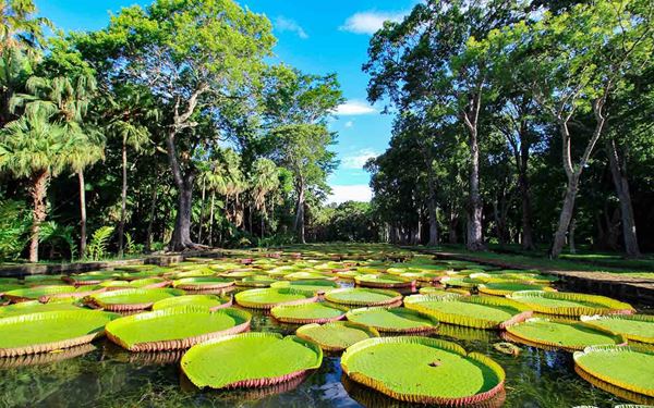 Formally known as Sir Seewoosagur Ramgoolam Botanical Garden, this is one of the oldest botanical gardens in the Southern Hemisphere. It is famous for its long pond of giant Victoria amazonica water lilies and its diverse collection of indigenous and exotic plants. Walking through its shaded paths offers a peaceful escape and a look at the island's rich horticultural history dating back to the French era.