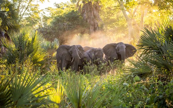 Gorongosa National Park is a symbol of wildlife restoration and biodiversity. Located at the southern end of the Great Rift Valley, it features diverse ecosystems from savannahs to rainforests. Visitors can see lions, elephants, and hundreds of bird species. It offers a unique and authentic safari experience while supporting one of Africa’s most important conservation projects.