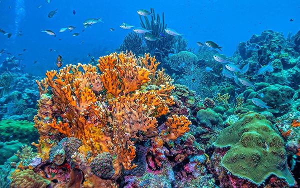 Bonaire is world-renowned as a premier destination for shore diving and snorkeling. Its National Marine Park protects the entire coastline, featuring healthy coral reefs teeming with colorful tropical fish and sea turtles. The island’s commitment to environmental conservation and its crystal-clear waters make it a sanctuary for marine life and a top choice for eco-conscious travelers.