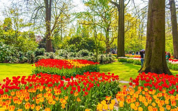 Keukenhof, known as the "Garden of Europe," is one of the world's largest flower gardens. Every spring, millions of tulips, hyacinths, and daffodils bloom in a spectacular display of color and design. Located near Lisse, it is a quintessential Dutch experience that attracts visitors from all over the world to witness the incredible beauty of the Netherlands' floral heritage.