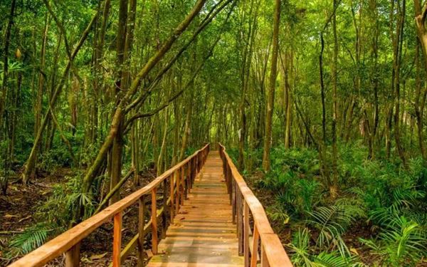 Located in Lagos, this conservation centre is a green oasis in the middle of the bustling metropolis. It features the longest canopy walkway in Africa, offering a bird's-eye view of the wetlands and wildlife such as monkeys and crocodiles. It is a vital project for protecting the region's biodiversity and provides a peaceful, natural escape for city dwellers and tourists alike.