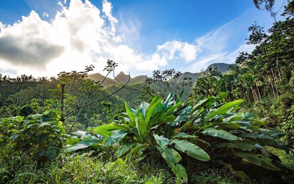 El Yunque is the only tropical rainforest in the U.S. National Forest System, featuring lush greenery, cascading waterfalls, and diverse wildlife. Visitors can hike to the summit of Britton Tower or swim in the refreshing pools of La Mina Falls. The forest is a paradise for nature lovers, offering a cool, misty escape and a chance to hear the unique song of the coquí frog.