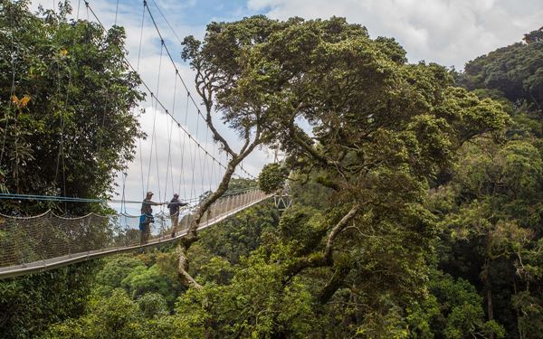 Nyungwe Forest is one of the oldest and best-preserved rainforests in Africa, home to a diverse population of primates including chimpanzees and colobus monkeys. Its famous canopy walk offers a thrilling perspective of the forest from 70 meters above the ground. It is a paradise for birdwatchers and hikers, showcasing Rwanda's incredible biodiversity and pristine natural beauty.