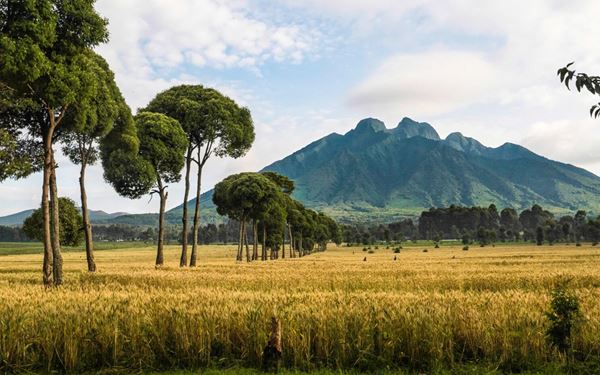 Volcanoes National Park is famous for being one of the last remaining habitats for endangered mountain gorillas. Located in the Virunga Mountains, it offers life-changing trekking experiences to observe these majestic creatures in their natural home. The park's dramatic volcanic landscape and lush rainforests make it a world-class destination for wildlife conservation and adventure.