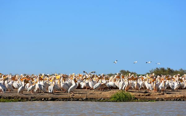 Djoudj is a UNESCO World Heritage site and one of the world's most important bird sanctuaries, located in the Senegal River delta. During the winter, it hosts millions of migratory birds, including pelicans, flamingos, and herons. Taking a boat trip through the wetlands provides a spectacular wildlife experience, making it a paradise for birdwatchers and nature enthusiasts in West Africa.