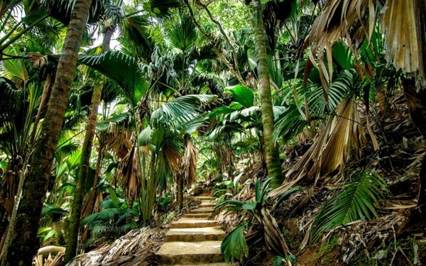 Vallée de Mai on Praslin island is a UNESCO World Heritage site and a prehistoric forest often called the "Garden of Eden." It is the natural home of the rare Coco de Mer palm, which produces the world’s largest seed. Walking through its shaded paths feels like stepping back in time, offering a chance to see rare birds and plants found nowhere else on Earth.