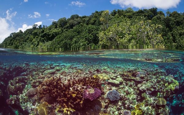 Kennedy Island is a small, uninhabited islet famous for its role in WWII history, where John F. Kennedy and his PT-109 crew were shipwrecked. Today, it is a peaceful paradise surrounded by vibrant coral reefs and crystal-clear water. It is a popular spot for snorkeling and day trips, offering a perfect blend of significant historical legacy and the untouched natural beauty of the Western Province.