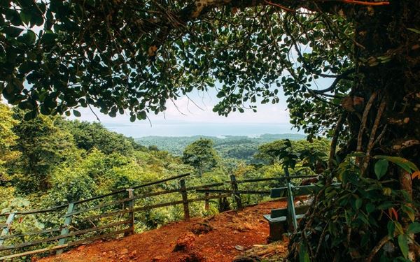 Brownsberg is a lush rainforest reserve perched on a plateau overlooking the massive Brokopondo Reservoir. It offers spectacular hiking trails that lead to hidden waterfalls and viewpoints where visitors can spot monkeys, macaws, and toucans. It is a premier destination for eco-tourism, providing an accessible yet wild experience of Suriname's incredible inland biodiversity and majestic tropical scenery.