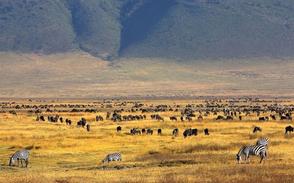 The Ngorongoro Crater is a UNESCO World Heritage site and the world's largest inactive volcanic caldera. It acts as a natural enclosure for over 25,000 large animals, including the "Big Five." The sight of thousands of wildebeest and zebras grazing on the crater floor against the backdrop of the steep walls is spectacular. it offers one of the most unique and densely populated wildlife viewing experiences on the planet.