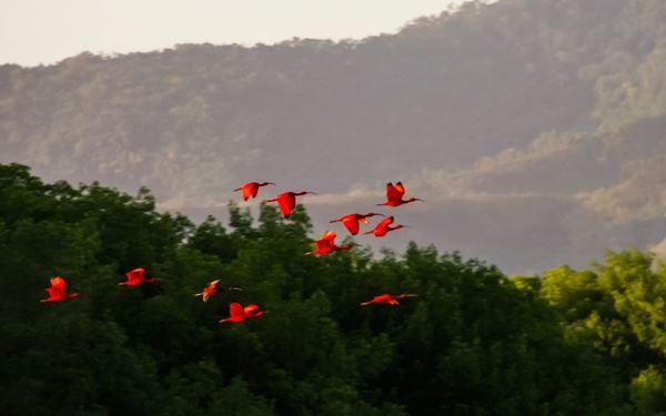 This massive mangrove wetland is the nesting ground for the Scarlet Ibis, the national bird of Trinidad. Taking a boat tour at sunset to watch thousands of bright red birds fly back to the mangroves is a spectacular and colorful wildlife experience. It is a vital ecosystem for marine life and birdwatching, showcasing the incredible biodiversity and the serene, natural side of the island.
