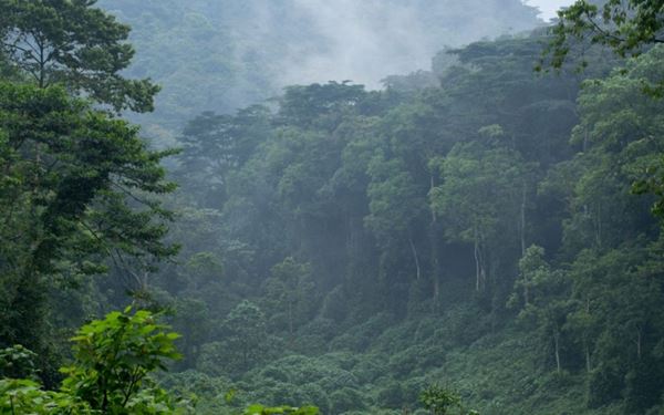 Bwindi is a UNESCO World Heritage site and home to roughly half of the world's remaining mountain gorillas. Trekking through its dense, ancient rainforest to spend an hour with these majestic primates is a life-changing wildlife experience. The park’s incredible biodiversity also includes rare birds and monkeys, making it the premier destination for those seeking a raw and profound encounter with Africa’s forest giants.