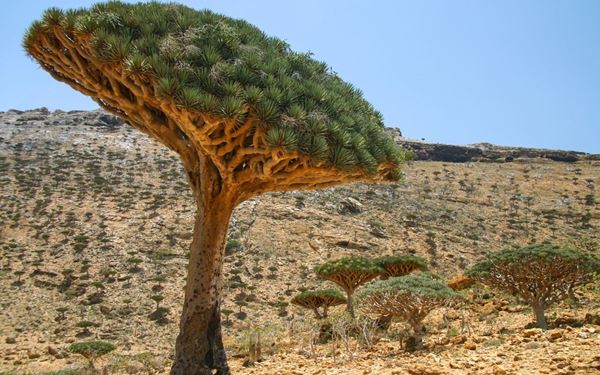 Socotra is a UNESCO World Heritage site often called the "most alien-looking place on Earth." It is famous for the Dragon's Blood Tree, which has a unique umbrella-like shape and red sap. The island’s extreme isolation has created a high number of endemic species found nowhere else. Its surreal landscapes, ranging from white sand dunes to limestone plateaus, offer a truly mystical and otherworldly experience for adventurers.