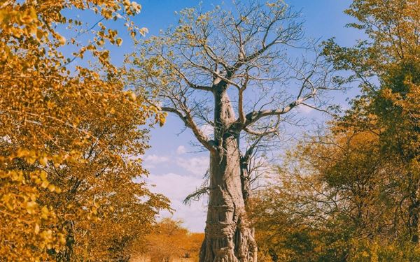 This park offers a unique safari experience where the Zambezi River serves as the primary stage. Visitors can enjoy canoeing past elephants swimming in the river or spotting lions along the bank. The backdrop of the dramatic escarpment and the serene water create a stunning natural setting. It is a tranquil yet wild sanctuary that showcases the incredible beauty and biodiversity of Zambia’s water-based wilderness.