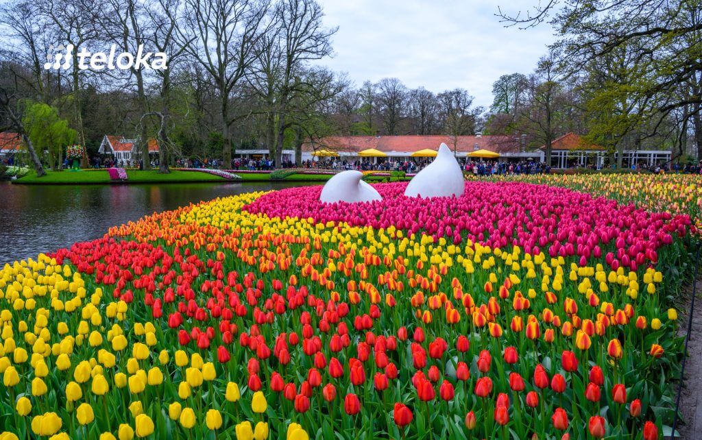 Immerse-yourself-in-endless-fields-of-flowers-at-Keukenhof